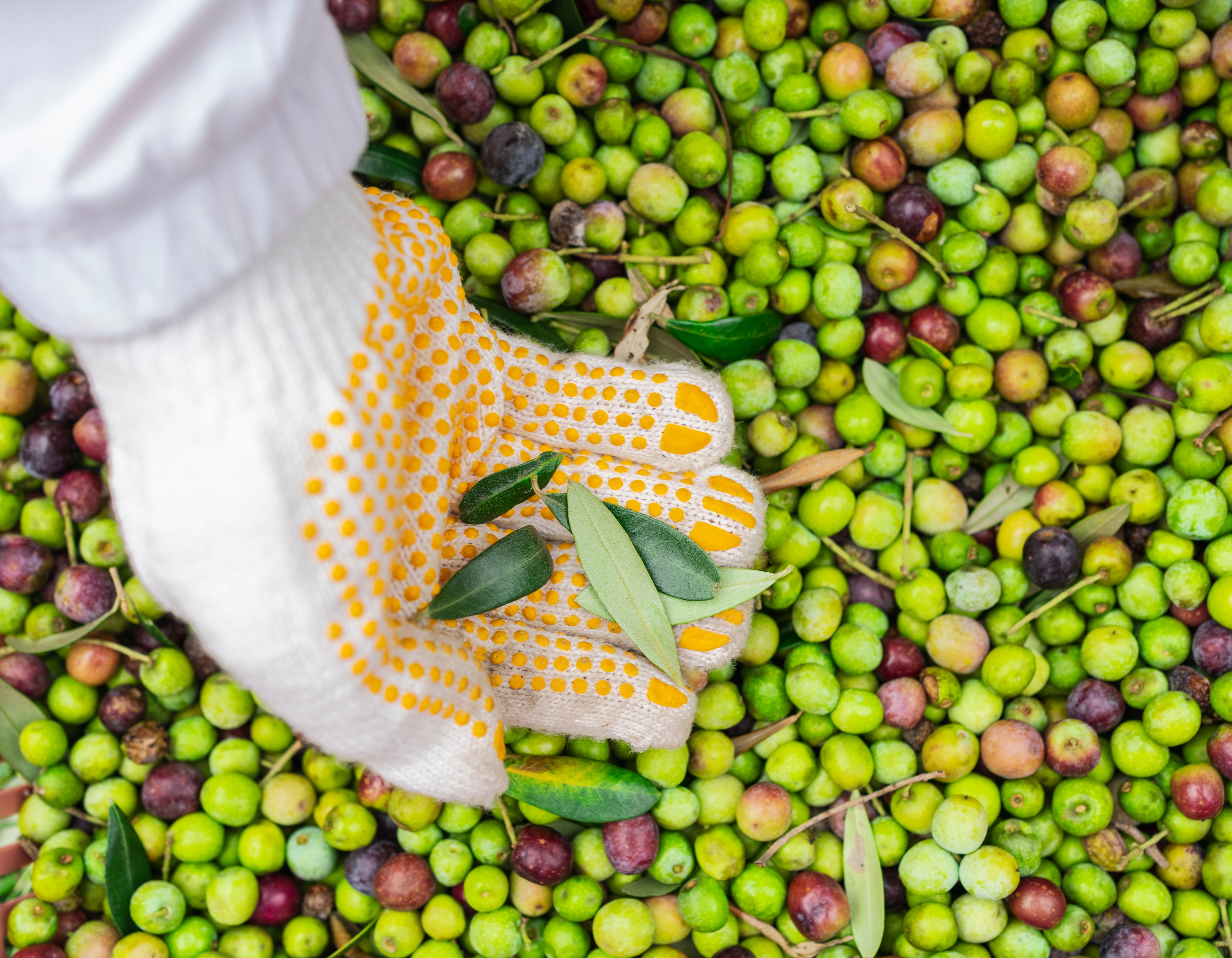 Addetto alla Produzione dell’Olio